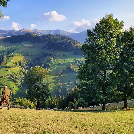 Alegria - Moieciu De Sus Hotell Moeciu De Sus Exteriör bild